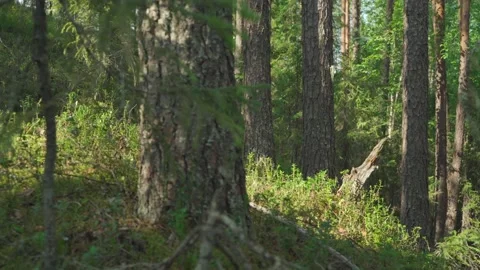 Siberian beautiful forest in summer without people Stock Footage 160271896