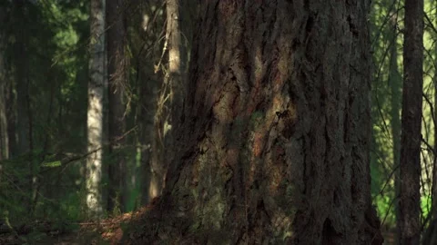 Siberian beautiful forest in summer without people Stock Footage 160271978