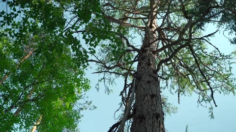 Siberian beautiful forest in summer without people Stock Footage 160271980
