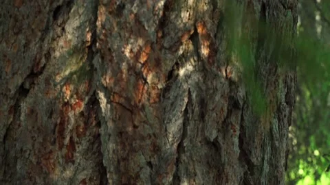 Siberian beautiful forest in summer without people Stock Footage 160271996