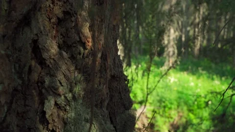 Siberian beautiful forest in summer without people Stock Footage 160272046