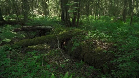 Siberian beautiful forest in summer without people Stock Footage 160272090