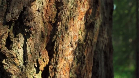 Siberian beautiful forest in summer without people Stock Footage 160272113