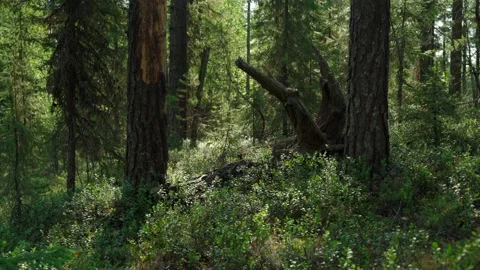 Siberian beautiful forest in summer without people Stock Footage 160272153