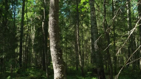 Siberian beautiful forest in summer without people Stock Footage 160272173