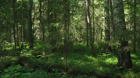 Siberian beautiful forest in summer without people Stock Footage 160272195