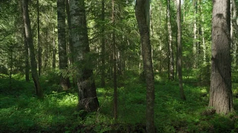Siberian beautiful forest in summer without people Stock Footage 160272206