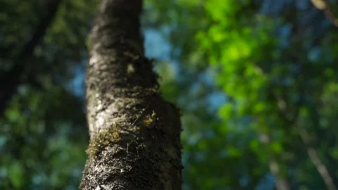 Siberian beautiful forest in summer without people Stock Footage 160272224