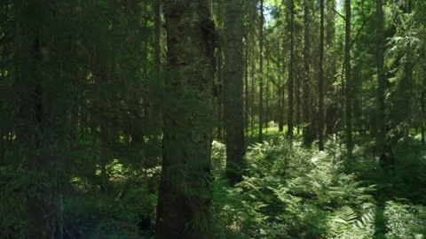 Siberian beautiful forest in summer without people Stock Footage 160272229