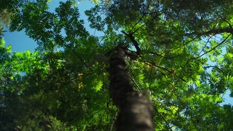 Siberian beautiful forest in summer without people Stock Footage 160272235