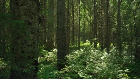 Siberian beautiful forest in summer without people Stock Footage 160272310