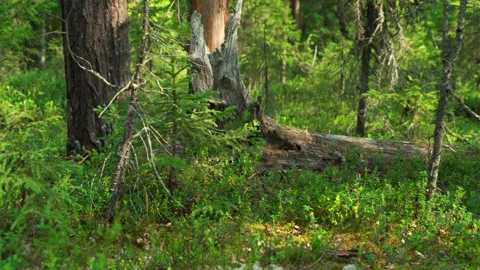 Siberian beautiful forest in summer without people Stock Footage 160272311