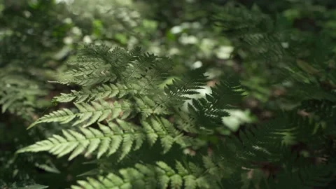 Siberian beautiful forest in summer without people Stock Footage 160272318