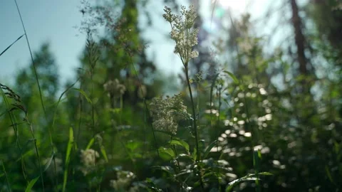 Siberian beautiful forest in summer without people Stock Footage 160272362
