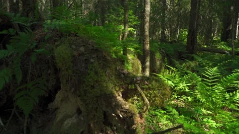Siberian beautiful forest in summer without people Stock Footage 160272412