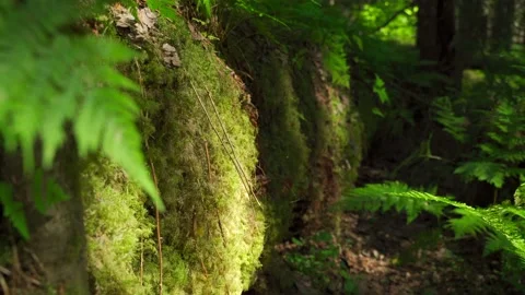Siberian beautiful forest in summer without people Stock Footage 160272421