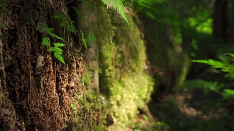 Siberian beautiful forest in summer without people 库存影片 160272432
