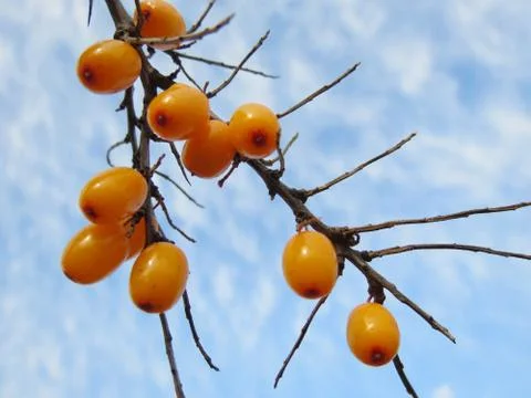 Siberian berry Stock Photos