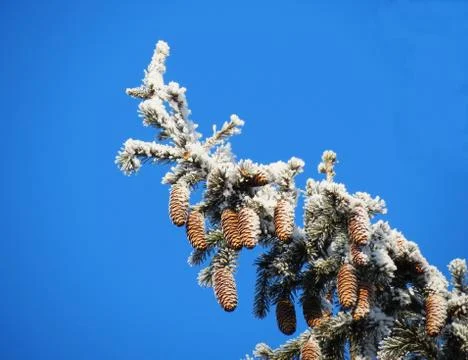 Siberian berry Stock Photos