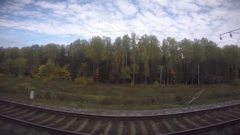 Siberian Birch Trees From Trans-Mongolian Railway Train Stock Footage 81428335