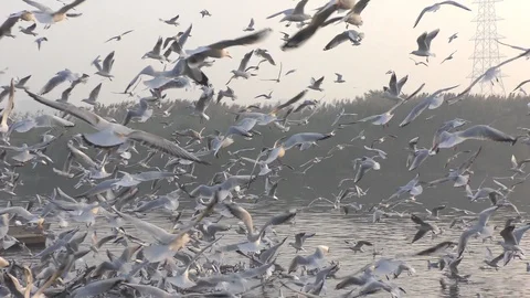 Siberian birds flocking on the river. Stock Footage 126768193