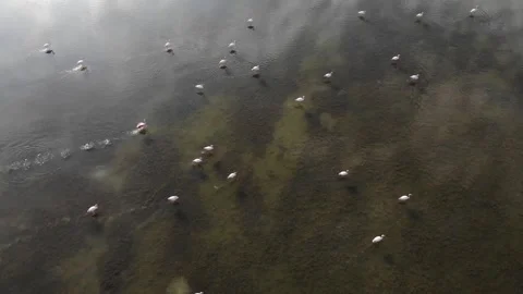 Siberian Birds 库存影片 149512304