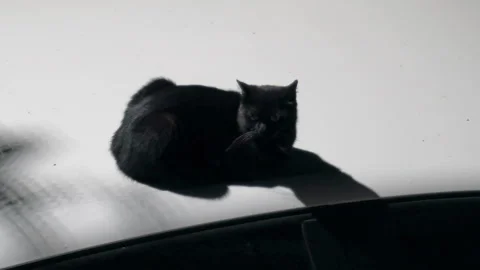 Siberian black cat lying outside at night Stock Footage 330042106