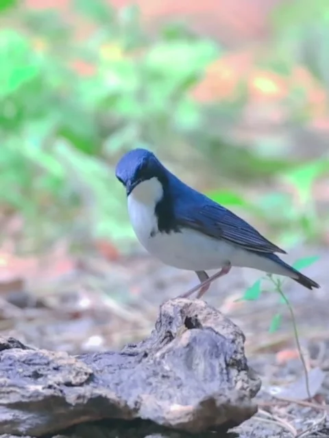 Siberian blue robin standing on a piece of wood in the forest Stock Footage 335049404