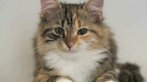 Siberian breed cat on a gray background. Close up. SESSION KEYWORD: uzhurskycats Stock Footage 41884802