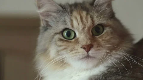 Siberian breed cat on a gray background. Close up. SESSION KEYWORD: uzhurskycats Stock Footage 41886849