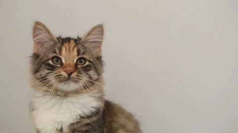 Siberian breed cat on a gray background. SESSION KEYWORD: uzhurskycats Stock Footage 41888393