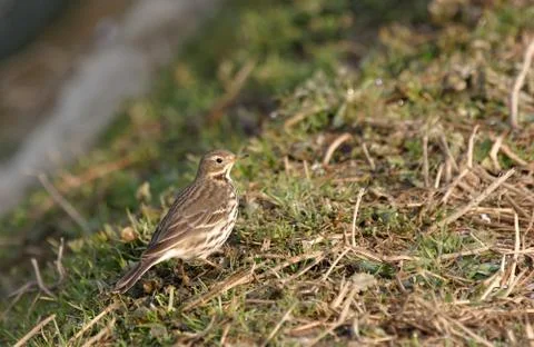 Siberian Buff-bellied Pipit, Anthus rubescens japonicus Stock Photos