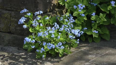 Siberian bugloss (Brunnera macrophylla syn. Myosotis macrophylla) Stock Footage 14001189