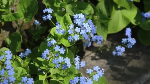 Siberian bugloss (Brunnera macrophylla syn. Myosotis macrophylla) Stock Footage 14001291