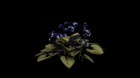 Siberian Bugloss Flowers Stock Footage 88434405