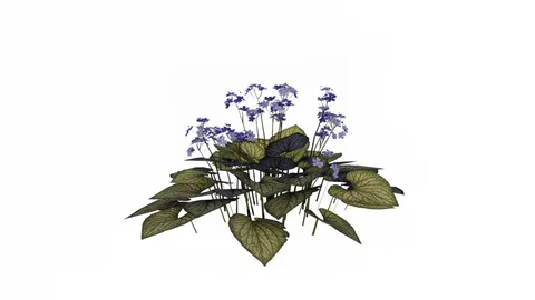 Siberian Bugloss Flowers Video stock 90848156