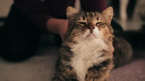 Siberian cat close up, cat lying on carpet in living room. Owner hand stroking Stock Footage 231299398
