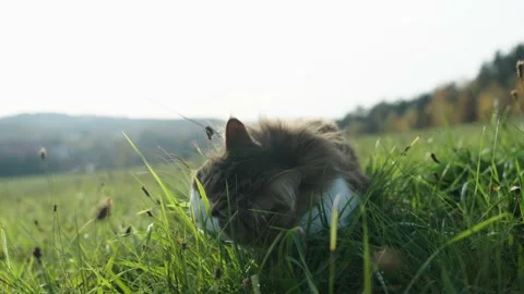 Siberian cat eating grass Stock Footage 221784899