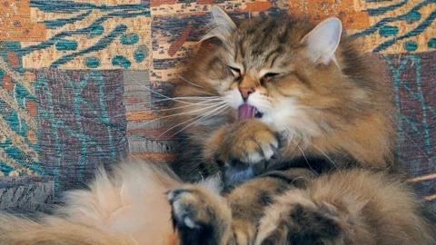 Siberian cat 動画素材 129023572