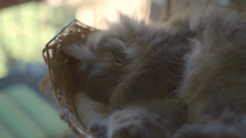 Siberian cat 動画素材 129025973