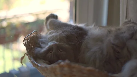 Siberian cat 動画素材 129026191