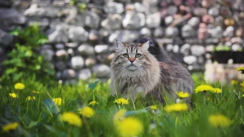 Siberian Cat In Grass Stock Footage 128968491