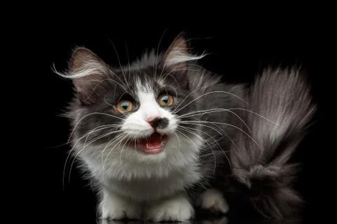 Siberian cat on isolated black background 写真素材