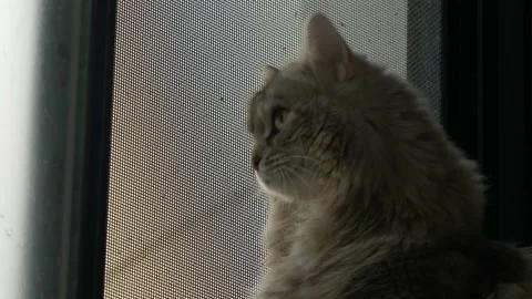 Siberian cat looking out of window close up slow motion 4K Stock Footage 150842470