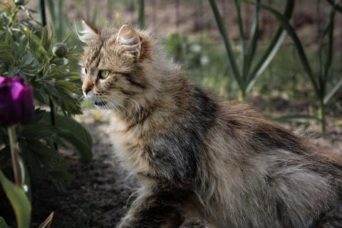 Siberian cat Stock Photos