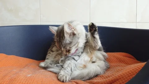 Siberian cat of silver gray color licks and cleans in relax Vídeo Stock 129109366