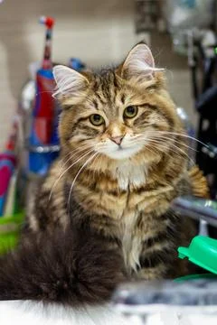 Siberian cat sitting in the sink in bathroom waiting for kids. Stock Photos