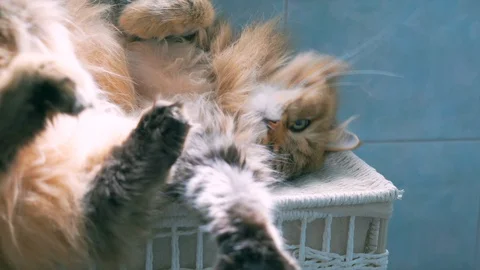 Siberian cat sleeping 動画素材 129023475