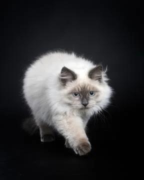 Siberian cat in studio Stock Photos