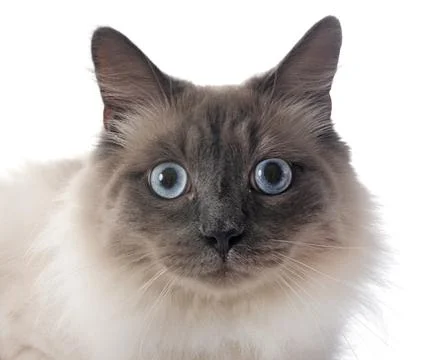 Siberian cat in studio Stock Photos